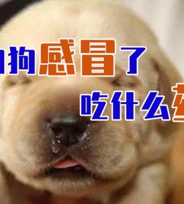 狗狗感冒时能吃什么东西