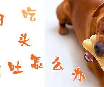 狗狗有点呕吐不吃东西怎么回事啊