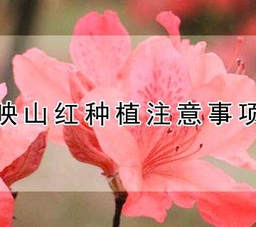 映山红种植注意事项