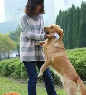 训练狗狗的正确姿势