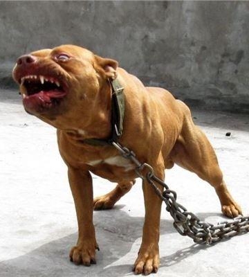 德国牧羊犬训练他凶