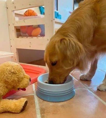金毛犬一下午都不吃东西怎么办