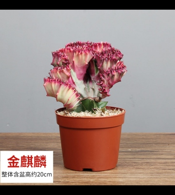 多肉麒麟的养殖方法