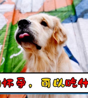 狗狗怀孕了吃什么东西比较好