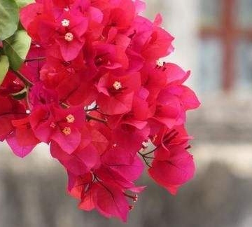 南方养三角梅注意事项