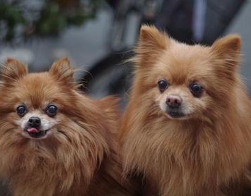博美犬刚买回来不吃东西怎么办