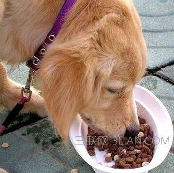 狗狗吃东西卡到怎么办