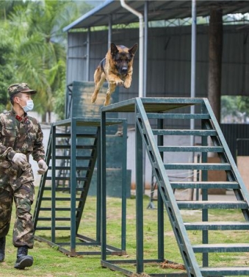 走进军犬训练基地