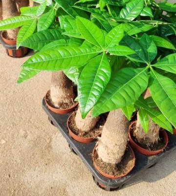 百科花草树木图用土栽培