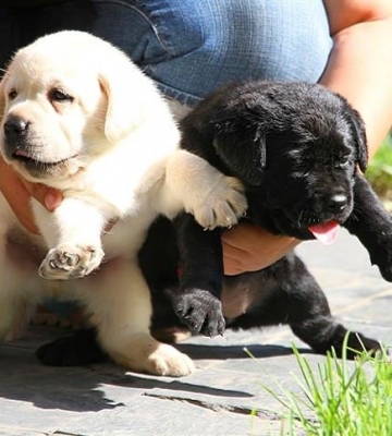 拉布拉多幼犬训练小便