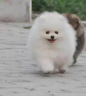 怎么训练博美捉老鼠