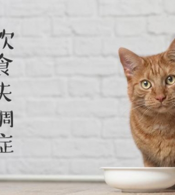 猫不吃东西消瘦怎么办