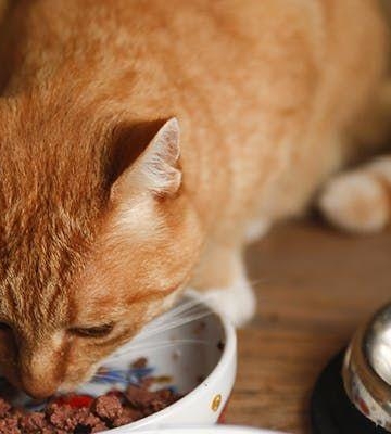 小猫不愿意吃东西了