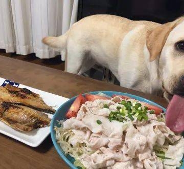 为什么狗狗一直想吃东西怎么办