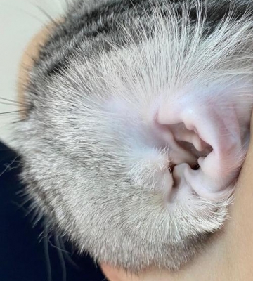 猫 耳朵 脏东西怎么办