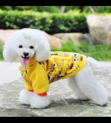 宠物搬东西衣服