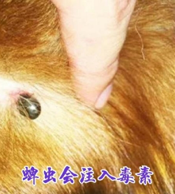 狗有寄生虫不吃东西怎么办