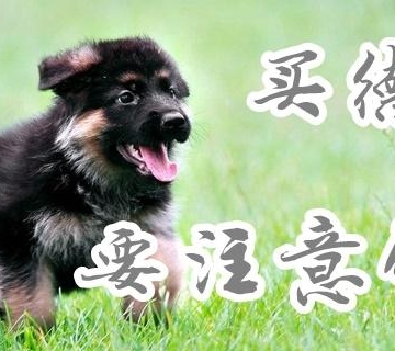 第一次买狗要注意什么东西