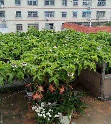 图解阳台百香果栽培法