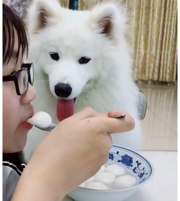 适合萨摩耶吃的东西
