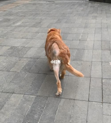 狗狗髋关节康复训练
