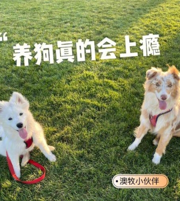 能令狗上瘾的东西