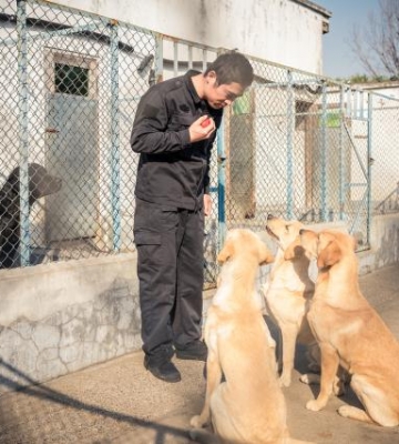 训犬基地需要什么东西