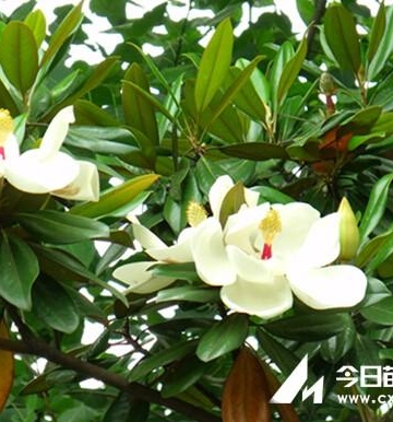 玉兰的栽培繁殖