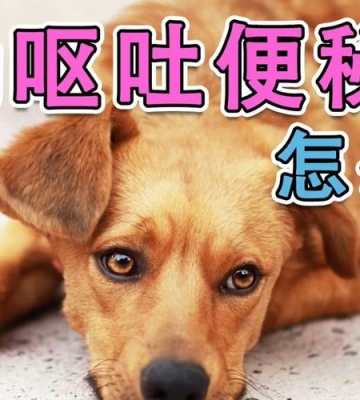 狗狗吃了东西就吐是怎么回事怎么办