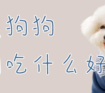 狗怀孕应该吃什么东西不能吃什么东