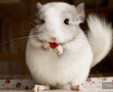 养龙猫需要什么东西