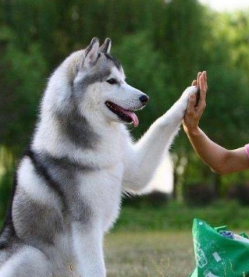 哈士奇难训练吗
