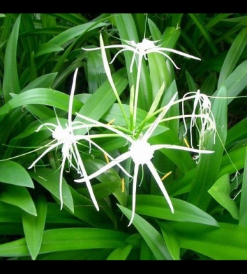 蜘蛛兰栽培管理