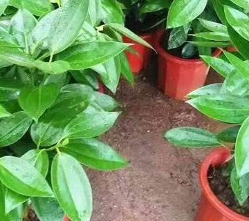 新栽平安树注意事项