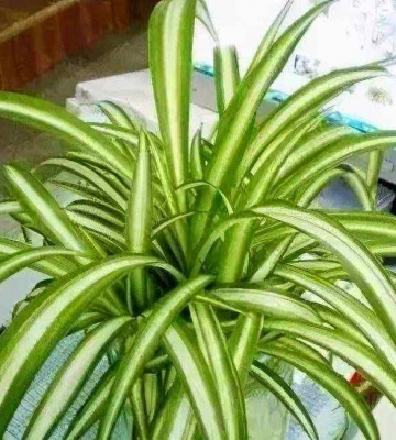 花卉养殖方法