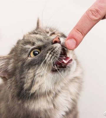 如何教育猫乱咬东西