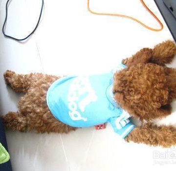 怎样训练泰迪犬做动作
