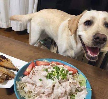 为什么狗狗老是想吃东西怎么办