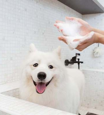 狗狗在家洗澡要注意些什么东西
