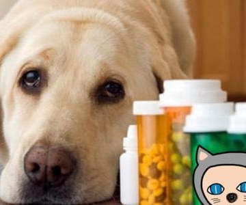 狗狗四天没有喝水吃东西得了肠胃炎
