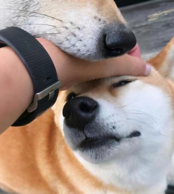 狗狗用脸蹭东西怎么办