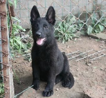 东德幼犬突然不吃东西