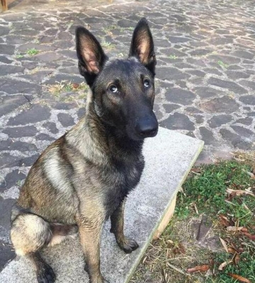 马犬如何训练成工作犬
