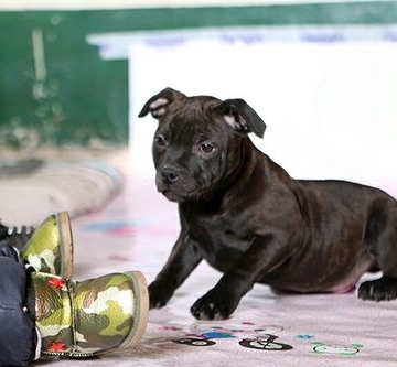 斯塔福犬怎么训练咬人