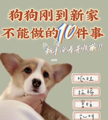 小狗到新家要注意什么东西