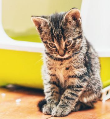 新到家的猫不吃东西