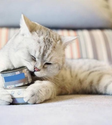 怎么让小猫吃东西