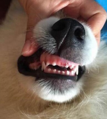 狗吃东西卡牙齿怎么办啊