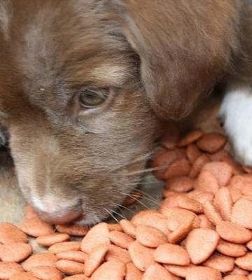 犬瘟热狗不吃东西