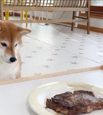 柴犬怎么训练让它吃东西才吃